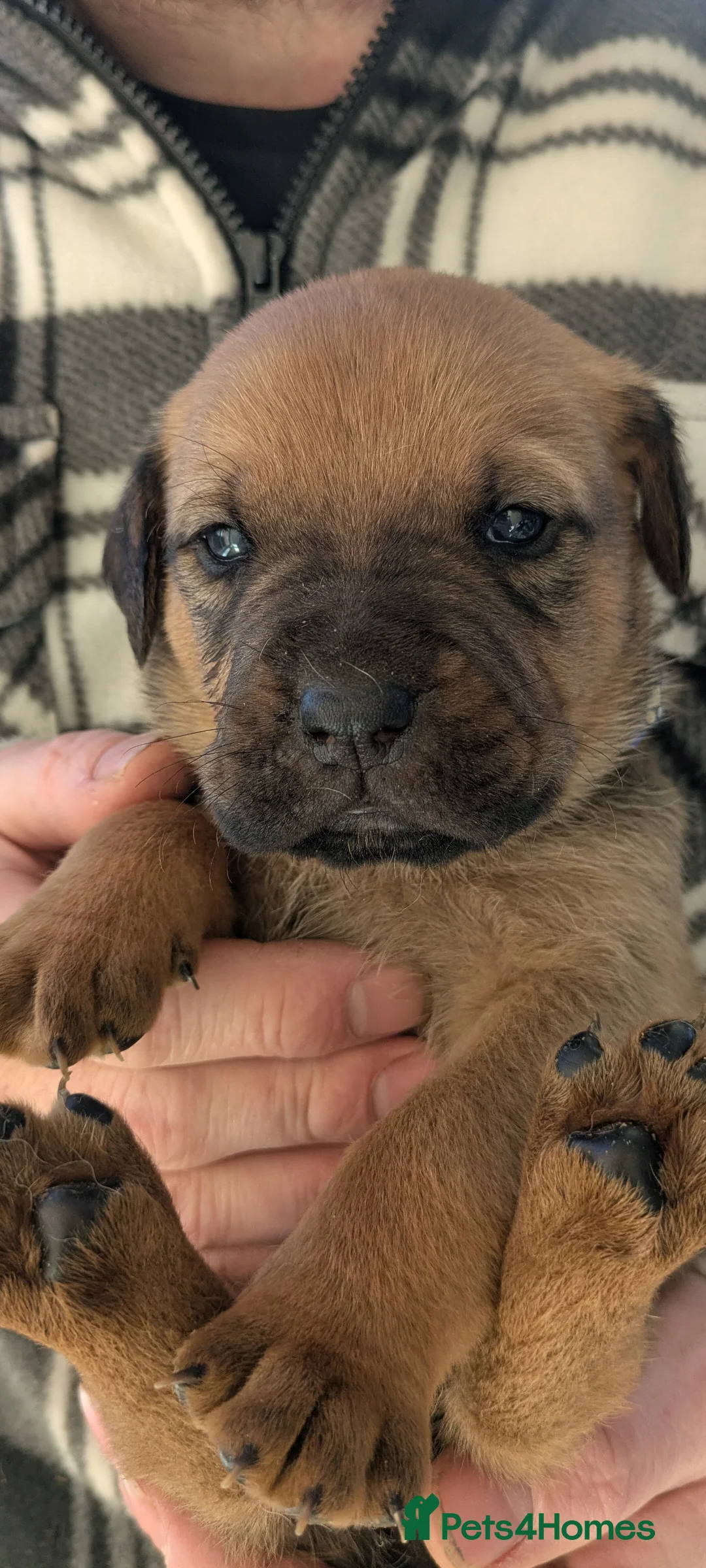 Mixed Breed dogs for sale: Rott de Bordeaux  - Advert 10