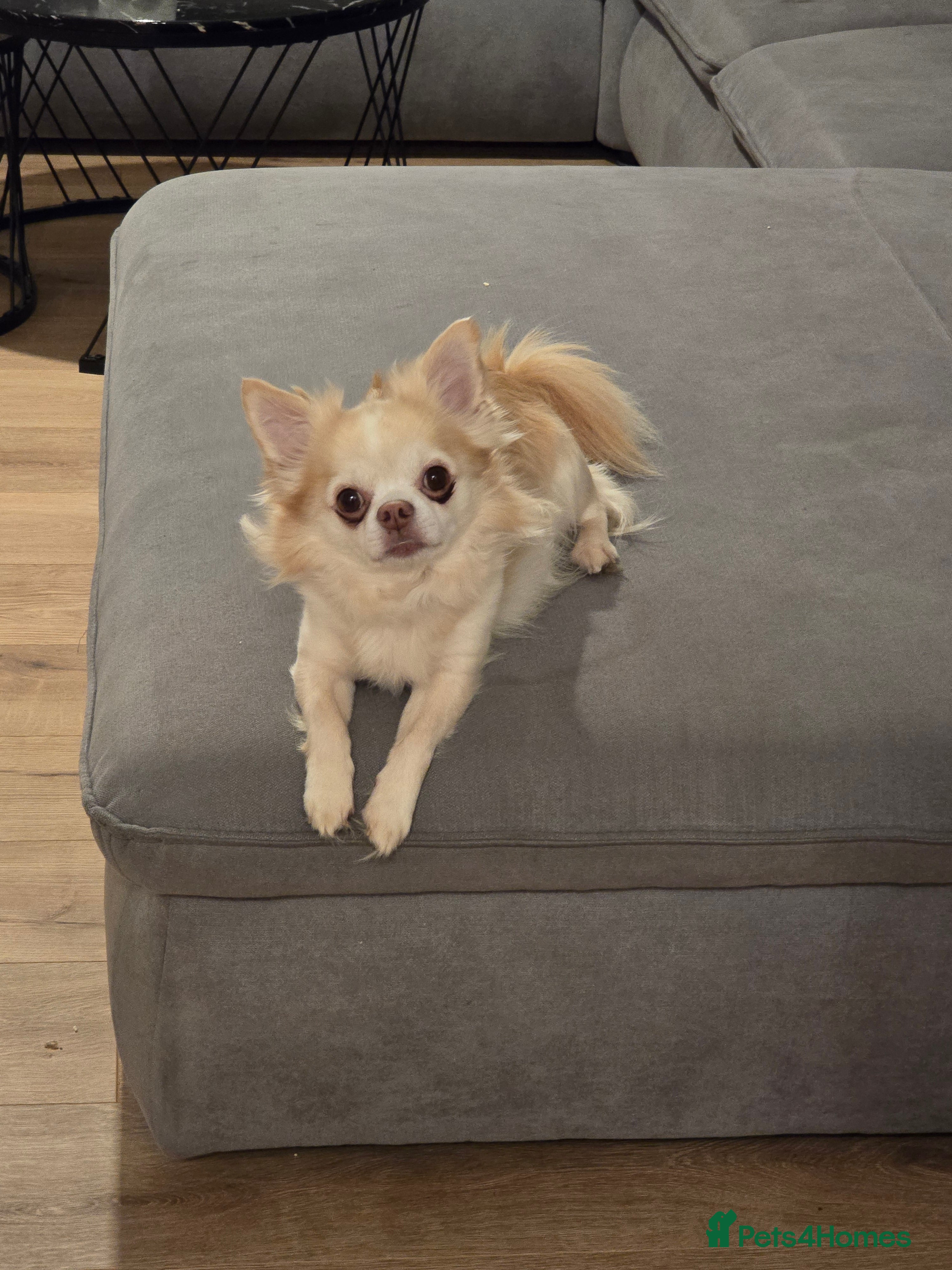 Chihuahua dogs Handsome Tody in Templecombe - Advert 6