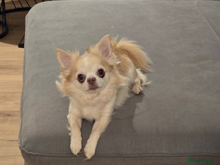 Chihuahua dogs in Templecombe - Advert 1