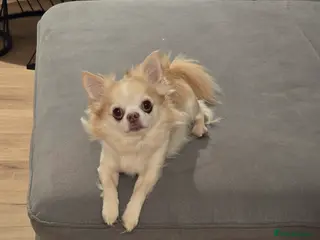 Chihuahua dogs Handsome Tody in Templecombe - Advert 2