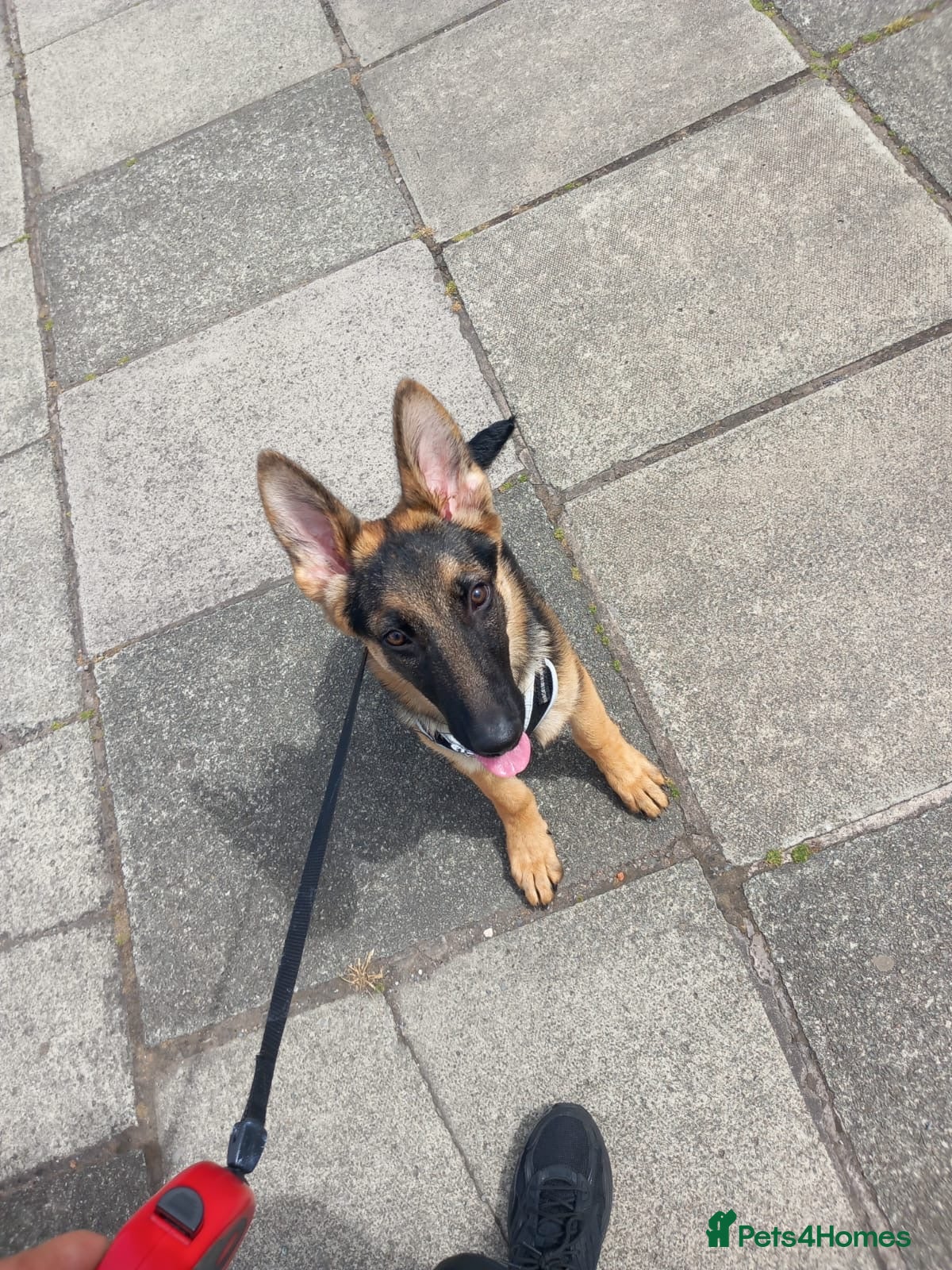 German Shepherd dogs Dog German Shepard  - Advert 1