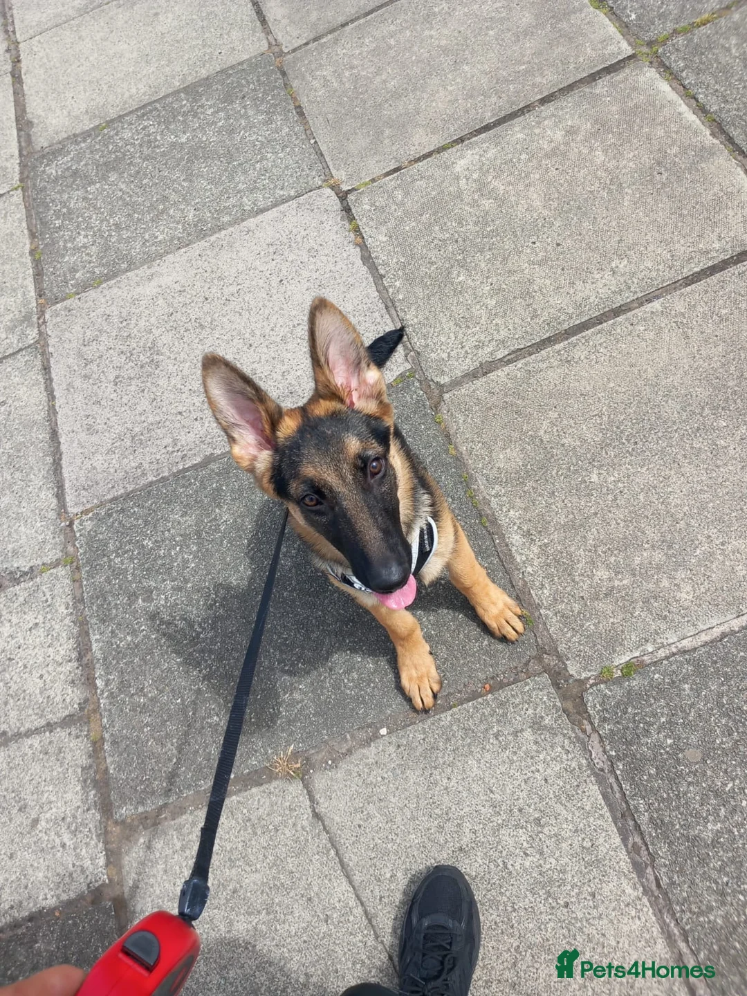 German Shepherd dogs for sale: Dog German Shepard  in Liverpool - Advert 1