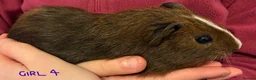 Guinea Pig rodents for sale: Female guinea pigs looking for their forever home in Stockport - Advert 2