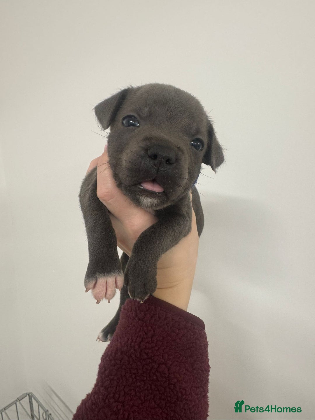 Staffordshire Bull Terrier dogs for sale:  KC Registered Staffordshire Bull Terrier Puppies - Advert 3