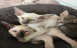 Siamese cats for sale: Siamese and Oriental Kittens  - Image 15