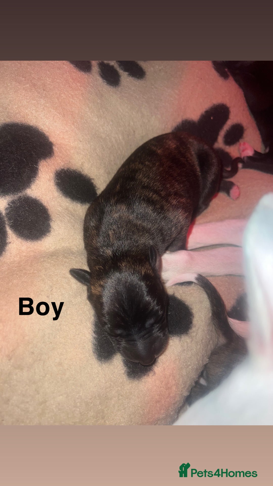 Whippet dogs for sale: Whippet Pups For Sale - Image 6