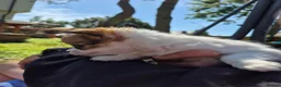Chihuahua dogs for sale: Stunning Long-Haired Chihuahua Puppies in Guildford - Advert 27