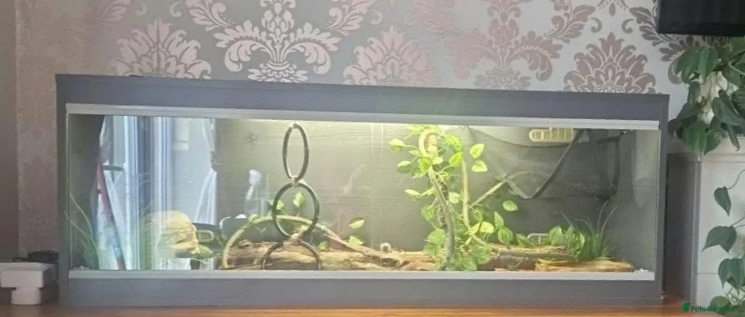 Corn Snake reptiles for sale: Clive – Corn Snake with Vivarium & Complete Setup  in Chorley - Advert 1
