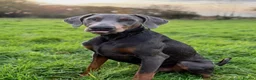 Dobermann dogs for stud: KC Health & Heart tested stud in Burnley - Advert 20