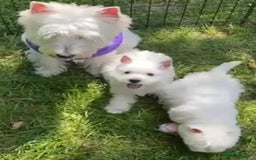 West Highland Terrier dogs for sale: 🤍🐾 Charming West Highland White Terrier Pups 🐶✨ - Image 7