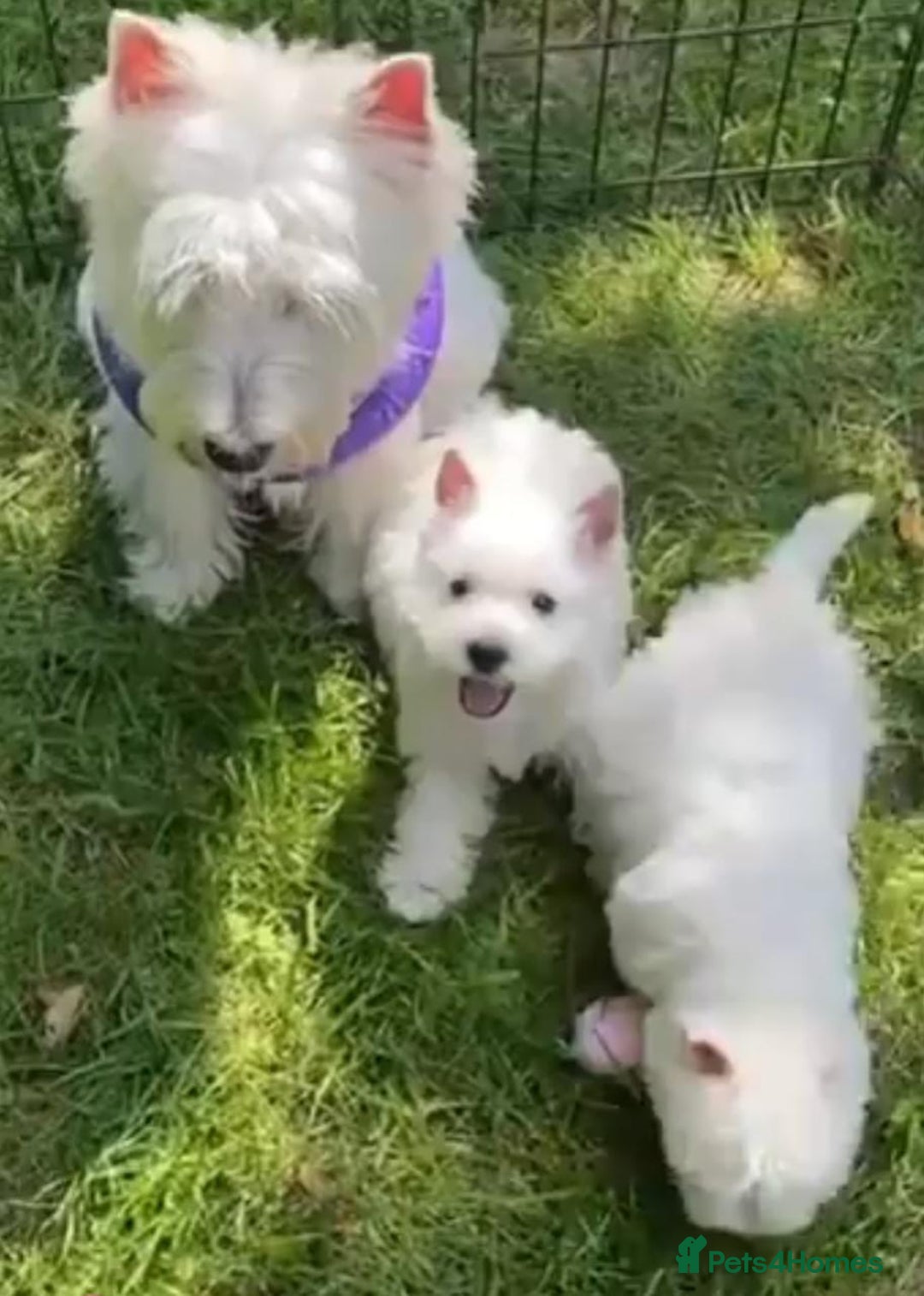 West Highland Terrier dogs for sale: 🤍🐾 Charming West Highland White Terrier Pups 🐶✨ - Image 7