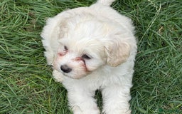 Bichon Frise dogs for sale: Dogs  - Image 8
