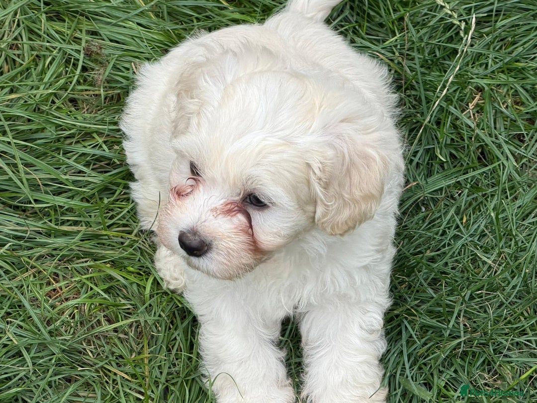 Bichon Frise dogs for sale: Dogs  - Image 8