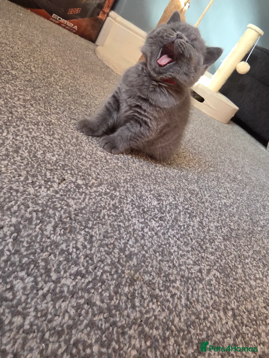 British Shorthair cats for sale: FluffyKitten  - Advert 2