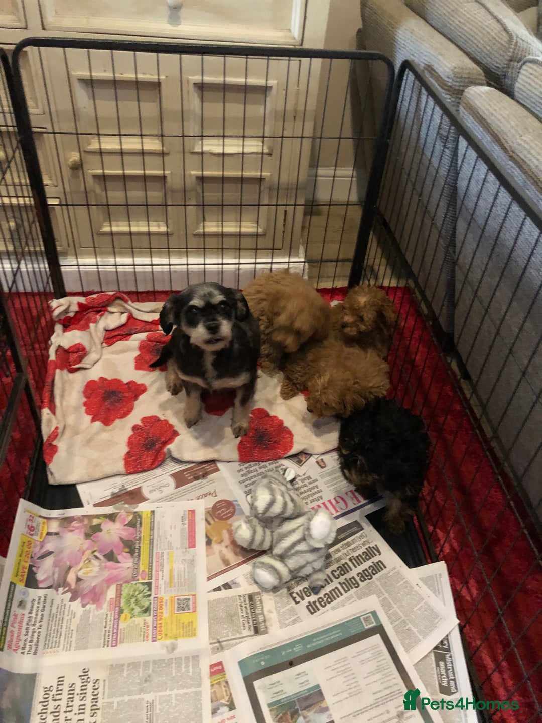 Mixed Breed dogs for sale: shihtzu cross puppies for sale - Advert 19