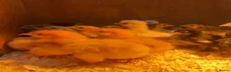 Chickens poultry for sale: Baby Chicks, Hatching eggs & Ducklings  - Advert 9