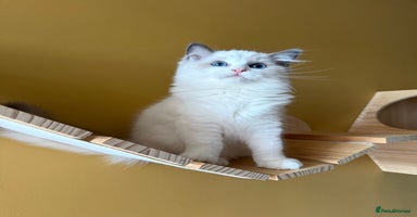 Ragdoll cats - Advert 1