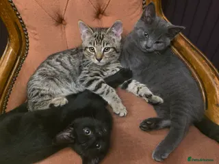 Mixed Breed cats Half Maine coon kittens - Advert 1