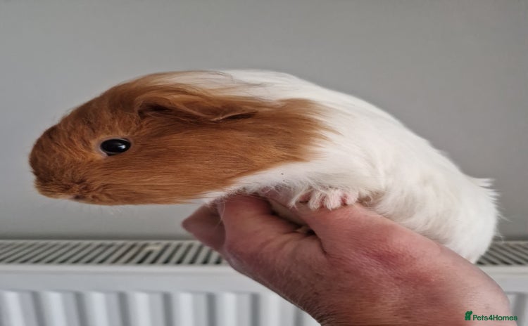 Guinea Pig rodents Baby Guinea Pigs  - Advert 18