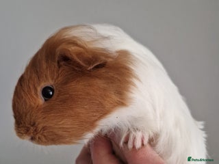 Guinea Pig rodents Baby Guinea Pigs - Advert 22