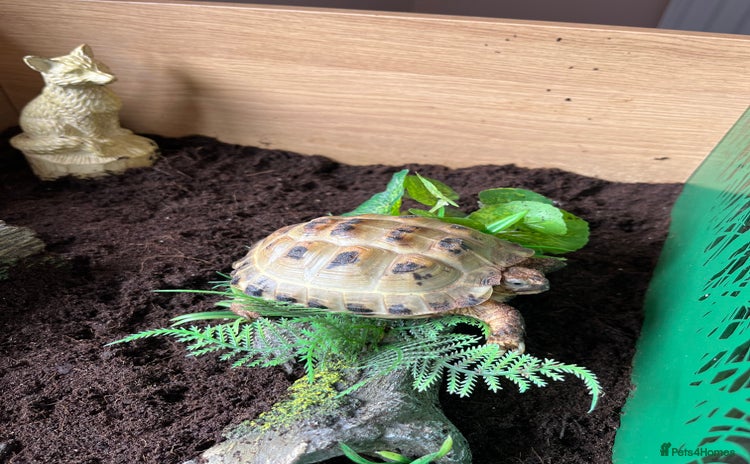 Tortoise reptiles - Advert 5