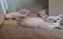 Bengal cats for sale: Bengal x siamese kittens - Image 8