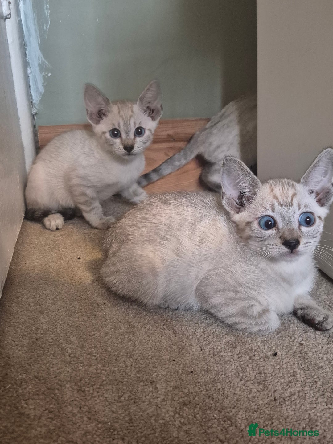 Bengal cats for sale: Bengal x siamese kittens - Image 8