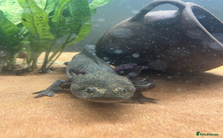 Axolotl reptiles Axolotl for Sale - Advert 1