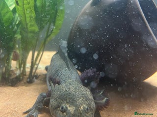 Axolotl reptiles for sale: Axolotl for Sale - Advert 1