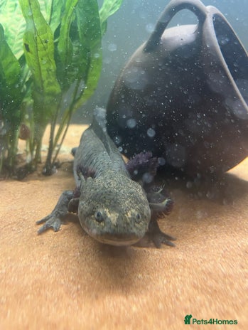 Axolotl reptiles Axolotl for Sale - Advert 1