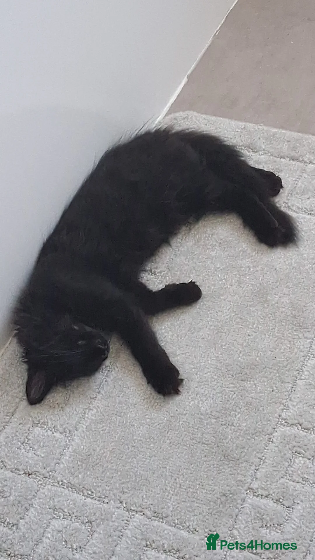Maine Coon cats for sale: 5 month old female maine coon  - Advert 11