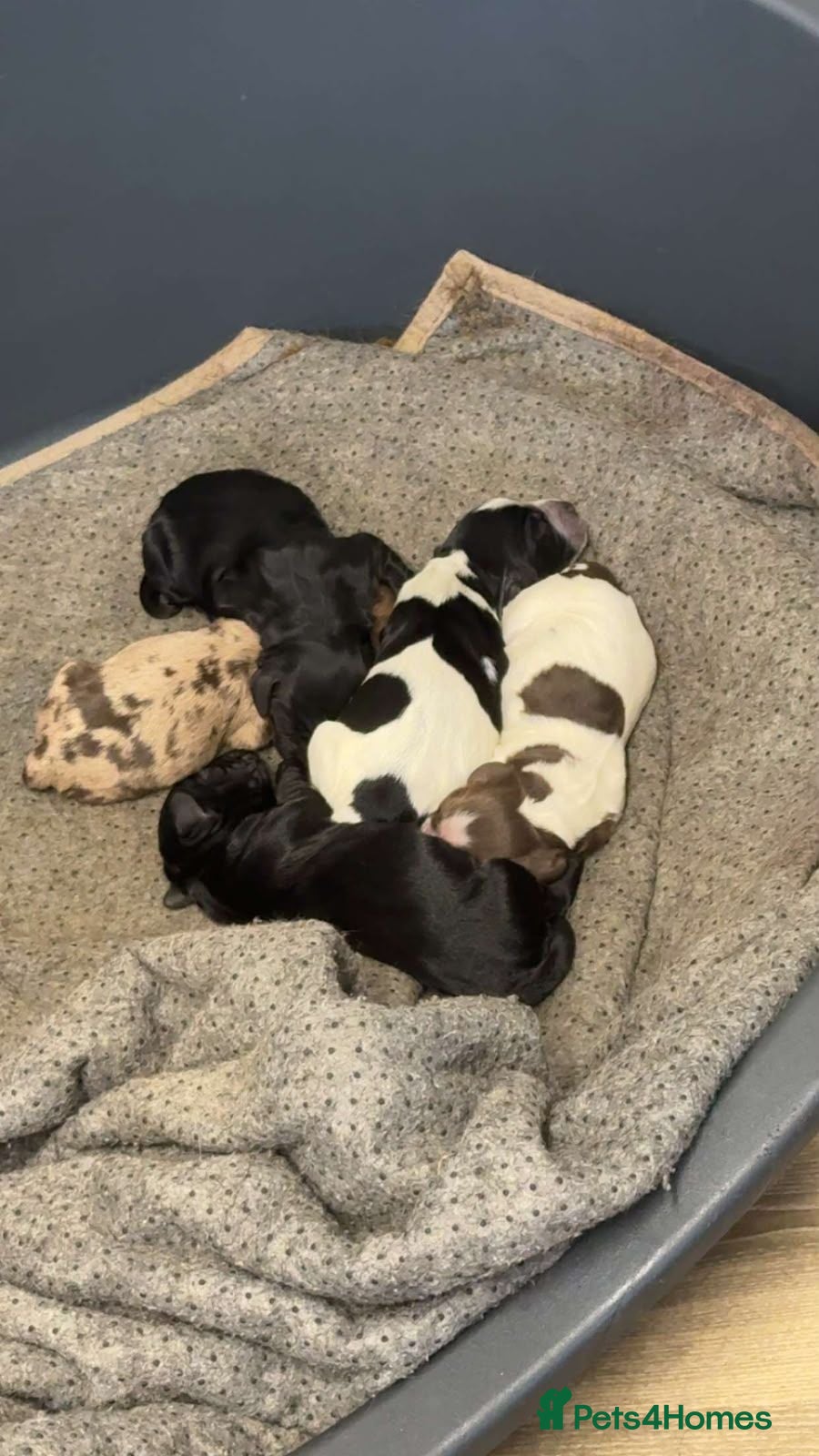 Cocker Spaniel dogs Cocker Spaniels - Advert 3