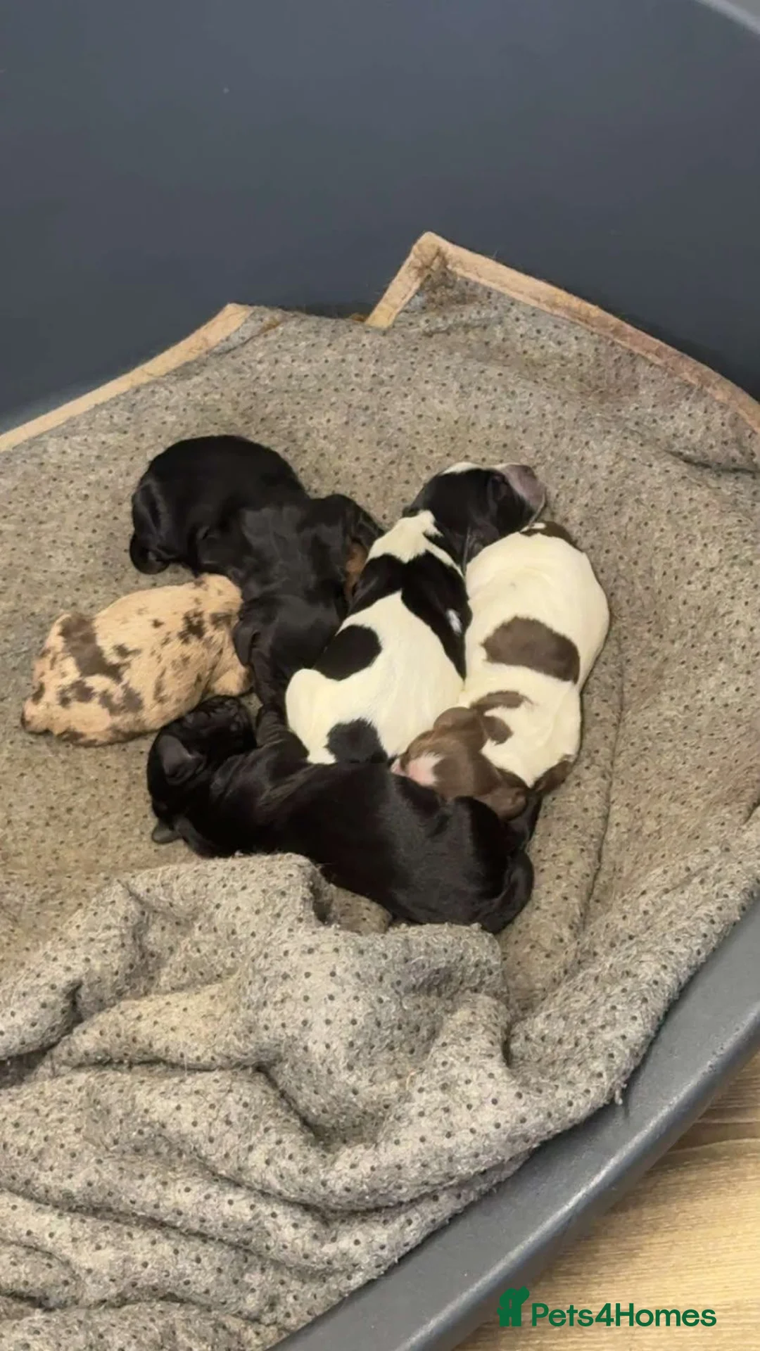 Cocker Spaniel dogs for sale: Cocker Spaniels - Advert 1
