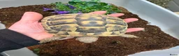 Hermann Tortoise reptiles for sale: Hermanns tortoise  - Advert 2