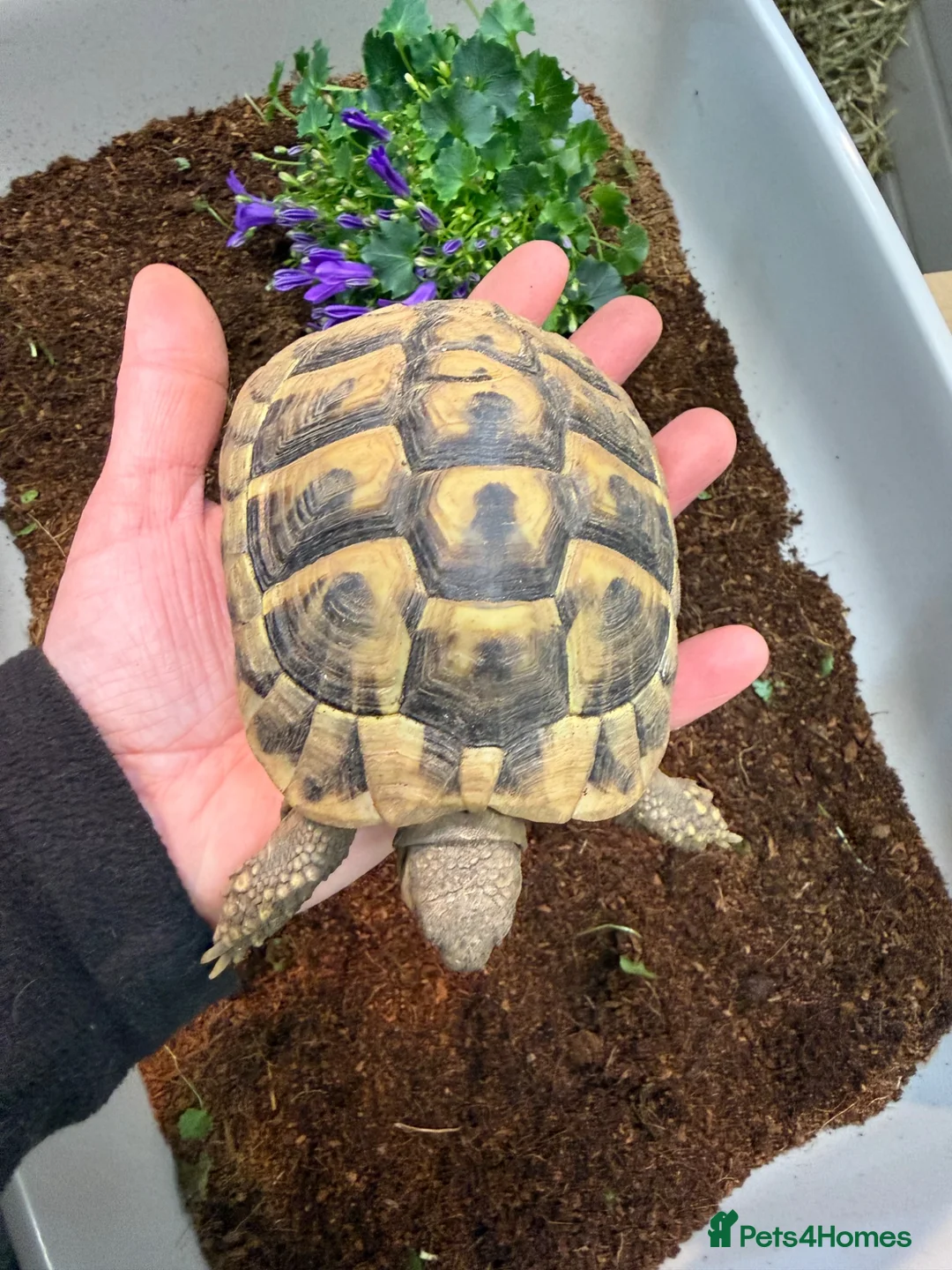 Hermann Tortoise reptiles for sale: Hermanns tortoise  - Advert 2
