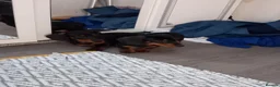 Dachshund dogs for sale: Dashound - Advert 6
