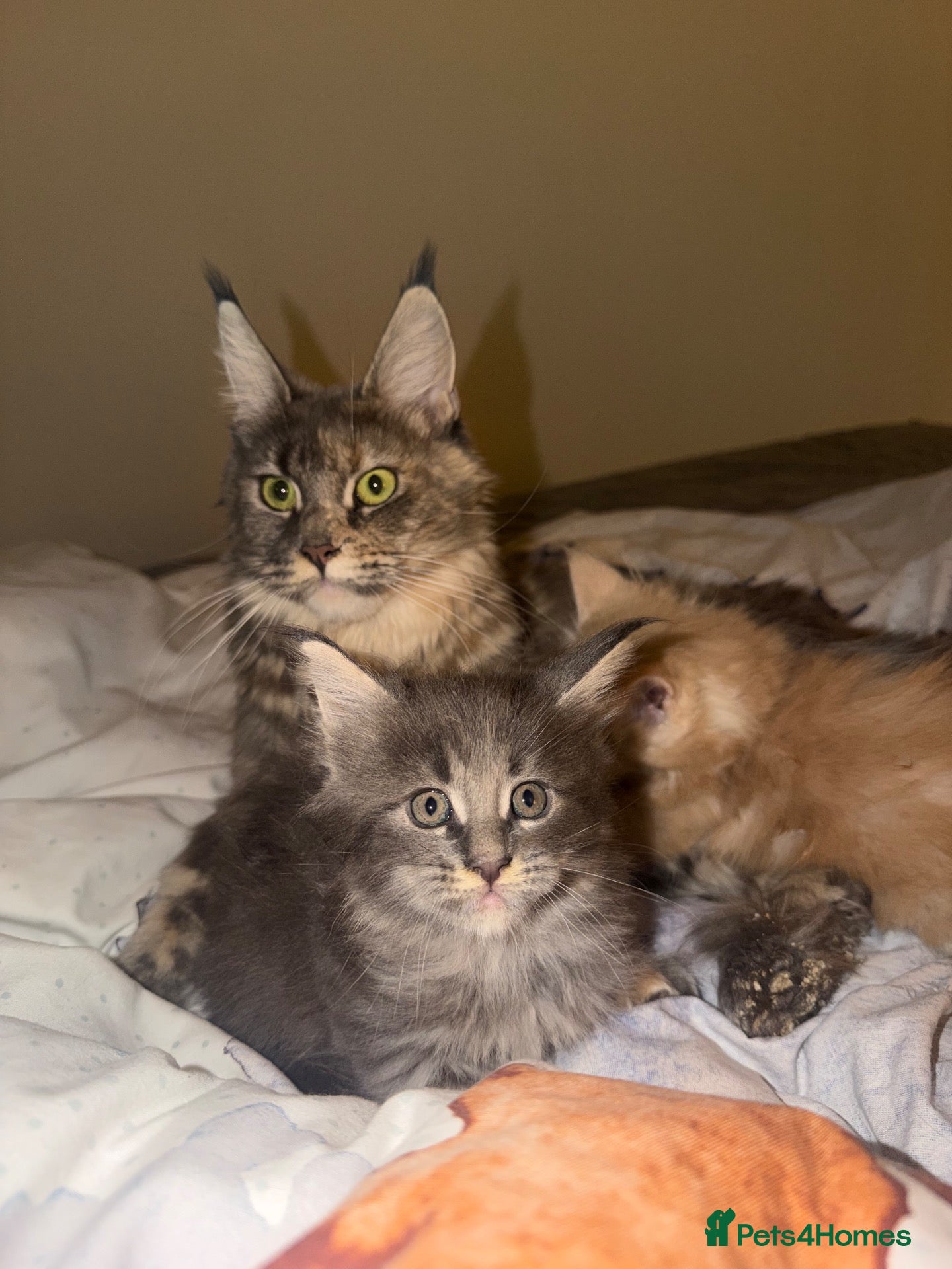 Maine Coon cats Maine Coon Import European bloodline - Advert 11