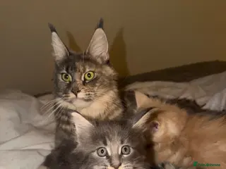 Maine Coon cats Maine Coon Import European bloodline - Advert 11