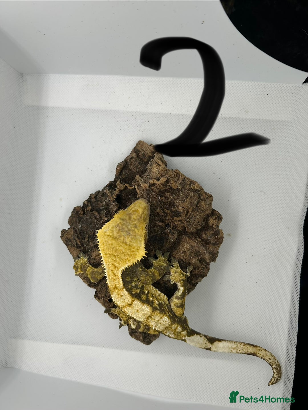 Gecko reptiles for sale: Crested geckos - Advert 12