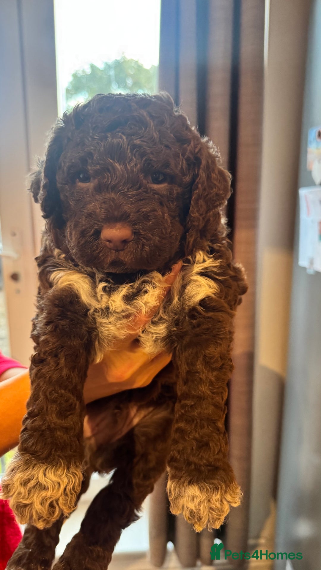 Lagotto Romagnolo dogs for sale: Authentic Lagotto Romagnolo Puppies for Sale KC  - Image 4