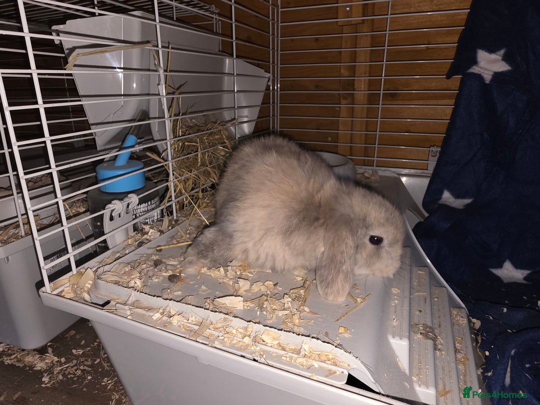 Mini Lop rabbits for sale: Pedigree mini lop bunnies - Advert 5