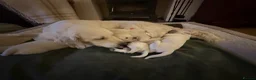 Golden Retriever dogs for sale: Beautiful Golden Retriever Puppies born 21/06/26 - Advert 5