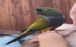 Parrots birds for sale: Patagonian conure - Image 1