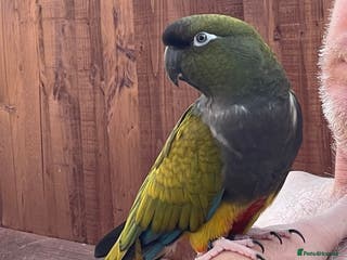 Parrots birds Patagonian conure with cage - Advert 11