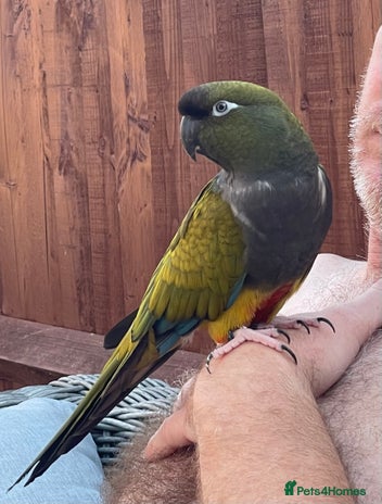 Parrots birds - Advert 1