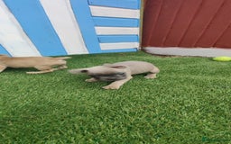 French Bulldog dogs for sale: French bulldog puppies  - Image 9