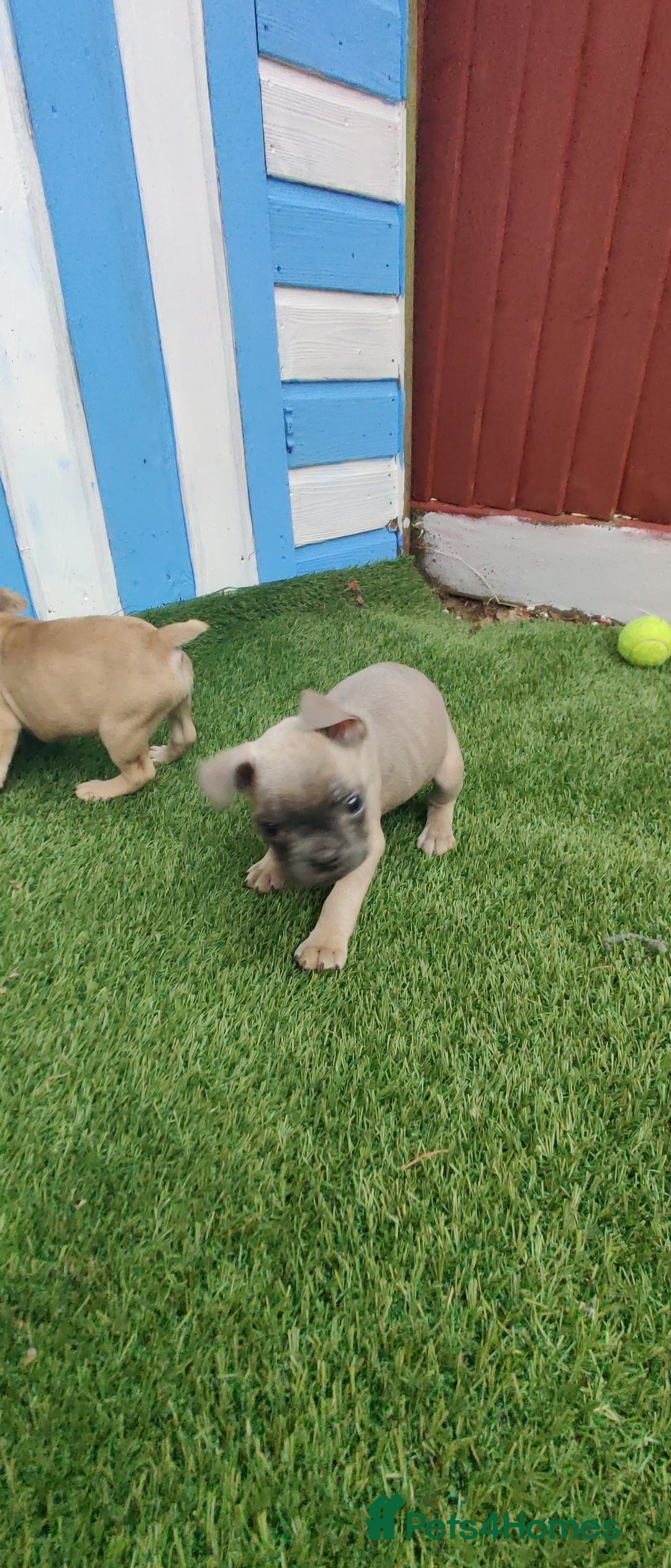 French Bulldog dogs for sale: French bulldog puppies  - Image 9