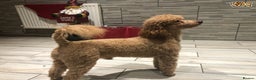 Cavapoo dogs for stud: RED TOY POODLE in Mansfield - Advert 4