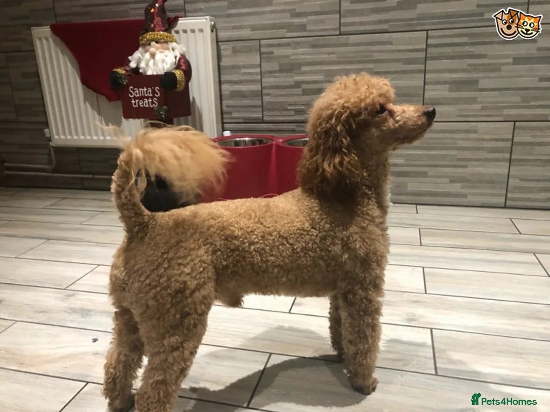 Cavapoo dogs for stud: RED TOY POODLE in Mansfield - Advert 4