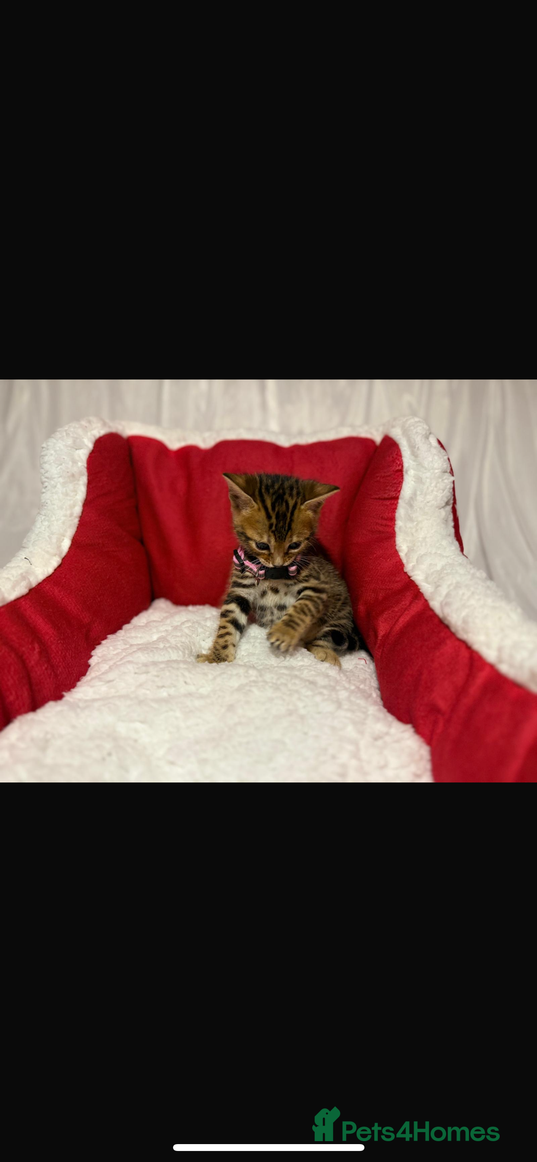 Bengal cats for sale: 🐆Bella's Bengals🐆 - Advert 17